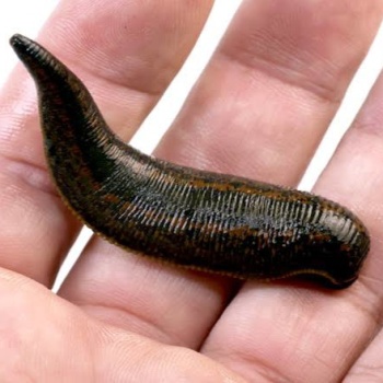 Jalauka